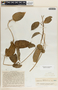 Sarcolobus peregrinus (Blanco) Schltr., Philippines, E. D. Merrill 1016, F