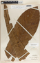 Barringtonia gigantostachya var. megistophylla (Merr.) Payens, Malaysia, A. D. E. Elmer 21823, F