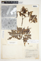 Landolphia kirkii Dyer, South Africa, R. J. Rodin 4698, F