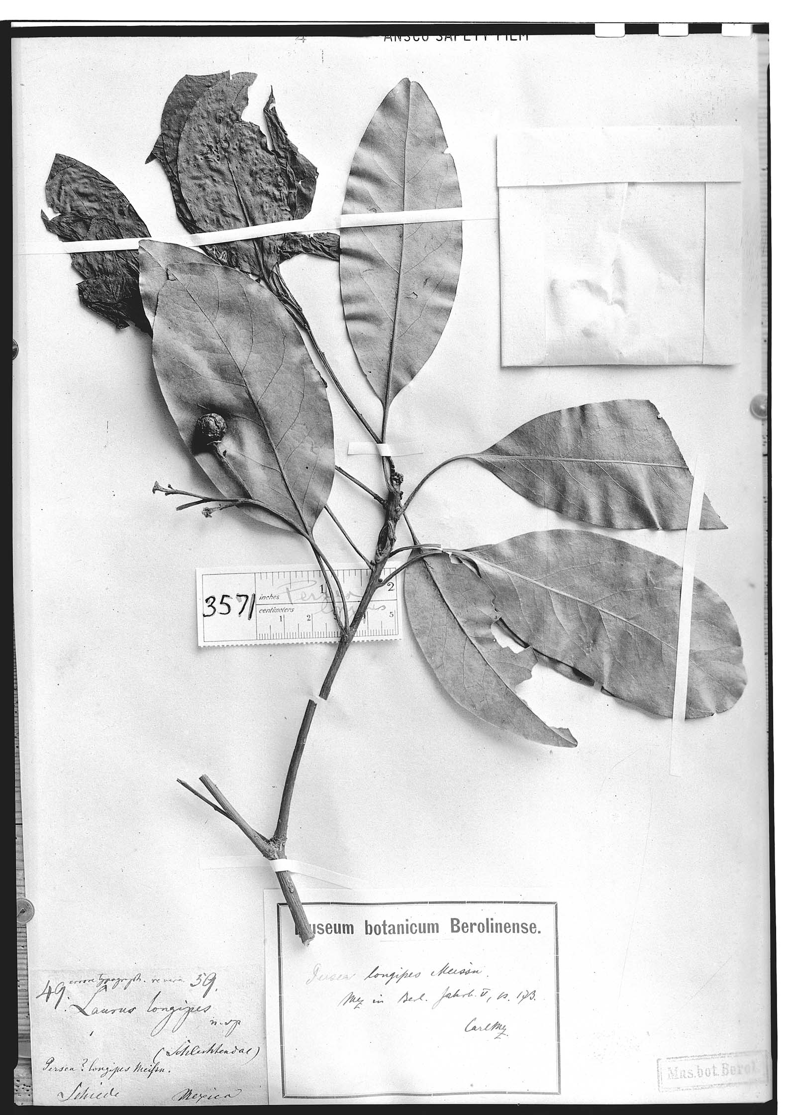Persea longipes image