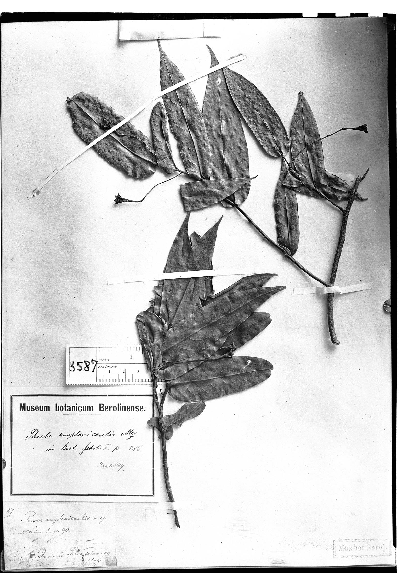 Cinnamomum amplexicaule image