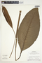 Spathiphyllum phryniifolium Schott, Costa Rica, T. M. Antonio 750, F