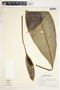 Spathiphyllum friedrichsthalii image