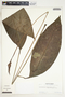 Spathiphyllum fulvovirens image