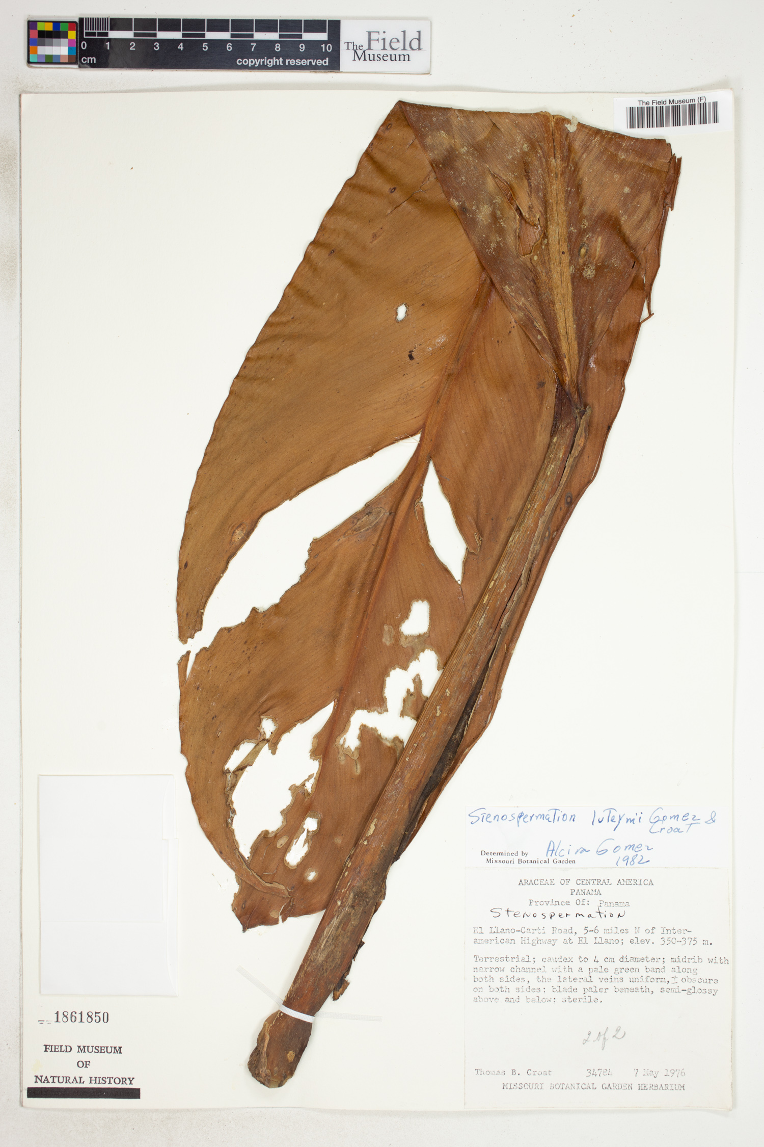 Stenospermation luteynii image