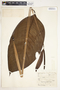 Spathiphyllum fulvovirens image