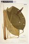 Spathiphyllum fulvovirens image