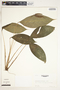 Spathiphyllum fulvovirens image