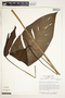 Spathiphyllum fulvovirens image
