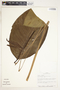 Spathiphyllum fulvovirens image