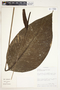 Spathiphyllum fulvovirens image