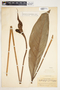 Spathiphyllum friedrichsthalii image