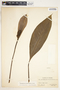 Spathiphyllum friedrichsthalii image