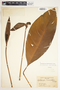 Spathiphyllum friedrichsthalii image