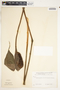 Spathiphyllum friedrichsthalii image