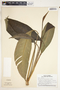 Spathiphyllum friedrichsthalii image