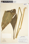 Spathiphyllum friedrichsthalii image