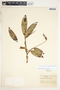 Stenospermation angustifolium Hemsl., Costa Rica, J. Valerio 1349, F