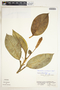 Stenospermation marantifolium Hemsl., Costa Rica, W. C. Burger 3325, F