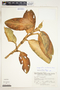 Stenospermation marantifolium Hemsl., Costa Rica, V. J. Dryer 1482, F