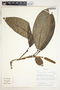 Stenospermation marantifolium Hemsl., Costa Rica, W. C. Burger 12409, F