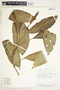 Stenospermation marantifolium Hemsl., Costa Rica, B. E. Hammel 17081, F