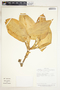 Stenospermation marantifolium Hemsl., Costa Rica, G. Herrera 1854, F