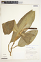 Stenospermation marantifolium Hemsl., Panama, T. B. Croat 27437, F