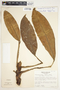 Stenospermation sessile Engl., Costa Rica, R. L. Wilbur 16085, F