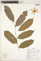 Ryania speciosa var. subuliflora (Sandwith) Monach., Ecuador, K. Romoleroux 2821, F