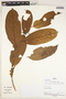 Ryania speciosa var. minor Monach., Peru, P. Fine 755, F