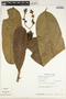 Tetrathylacium macrophyllum Poepp., Peru, E. Wade Davis 784, F