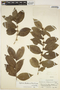Xylosma benthamii (Tul.) Triana & Planch., Peru, G. Klug 4165, F