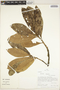 Aniba robusta (Klotzsch & H. Karst. ex Nees) Mez, Peru, R. B. Foster 11258, F