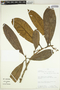Aniba robusta (Klotzsch & H. Karst. ex Nees) Mez, Peru, H. van der Werff 8319, F