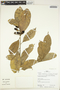 Endlicheria krukovii (A. C. Sm.) Kosterm., Peru, R. B. Foster 12815, F