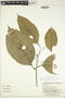 Endlicheria robusta (A. C. Sm.) Kosterm., Peru, G. S. Hartshorn 2971, F