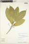 Endlicheria rubriflora Mez, Peru, W. Pariona 46, F