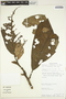 Endlicheria directonervia C. K. Allen, Peru, W. Pariona 974, F