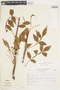 Bursera graveolens (Kunth) Triana & Planch. var. graveolens, PERU, F