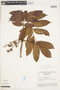 Crepidospermum goudotianum (Tul.) Triana & Planch., BRAZIL, F