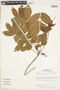 Crepidospermum goudotianum (Tul.) Triana & Planch., BRAZIL, F