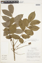 Crepidospermum goudotianum (Tul.) Triana & Planch., BOLIVIA, F