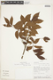 Crepidospermum goudotianum (Tul.) Triana & Planch., ECUADOR, F