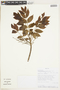 Crepidospermum goudotianum (Tul.) Triana & Planch., BOLIVIA, F