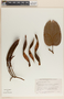 Bauhinia rufa (Bong.) Steud., Brazil, H. S. Irwin 17146, F