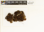 Cetraria crispa (Ach.) Nyl., Greenland, F. J. A. Daniëls D39 / 8404, F