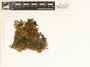 Cetrariella delisei (Bory ex Schaer.) Kärnefelt & A. Thell, Greenland, J. W. McMurray 083-L (b), F
