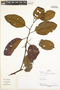 Emmotum floribundum R. A. Howard, Peru, P. Fine 353, F