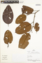 Emmotum floribundum R. A. Howard, Peru, P. Fine 806, F